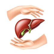 CM - Hepatologia