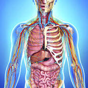 anatomy th7 part2