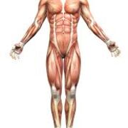 Estrucura Y Funcion T