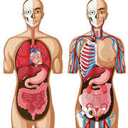 ANATOMÍA