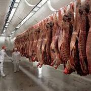 MEAT GRADING & EVALUATION