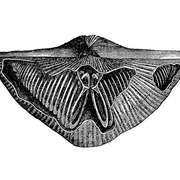 Paleontologia