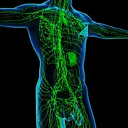 système lymphatique et immunitaire