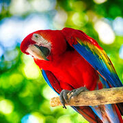 English Voices Anthology