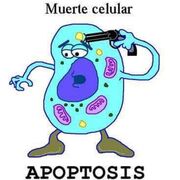 Biocel teoria SIVAS