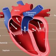 Cardiovascular + Respiratory