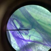 Biology A Level (Year 12)