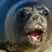 EOY BY SEAL