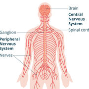 The Nervous System