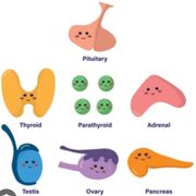 Y4 Equine - endocrine