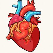Y4 Equine - Cardiology