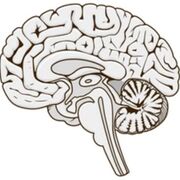 Y4 Equine - Neurology