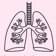Y4 Equine - Respiratory