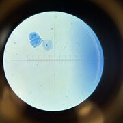 bio mod 4