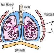 Gas exchange