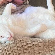 Fysiologie Van Het Kraambed 2