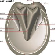 Podologie