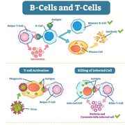 Pathologies CNM Questions