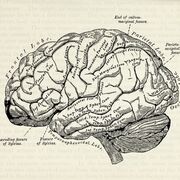 Psychology