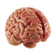Therapyed Neuro