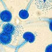 Medical Mycology