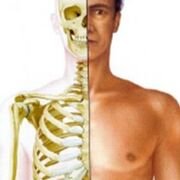 Anatomía General 24-25