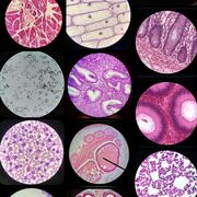 Anatomija i Histologija