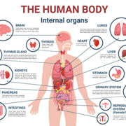 BMSP 2135: Anatomy and Physiology 1