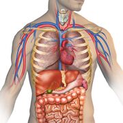 Will FRACS anatomy