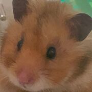 Hamster Care Basics