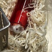 Animal breeding and genetics