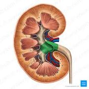 Renal / Urinary