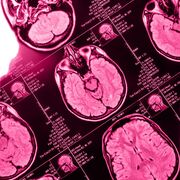 neurobiology and behaviour