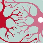 Part 1: The Electrical Properties of the Neuron (Fundamentals of Neuroscience)