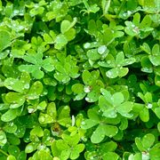 Irish