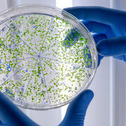 4º MM: Microbiología - Bacterias