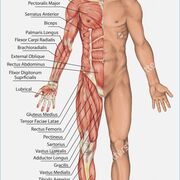 ANAT102