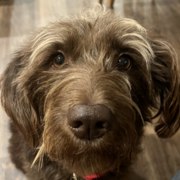 VET680 Surgery & Anaesthesia