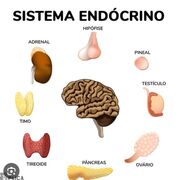 Endocrino