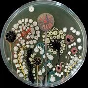 Microbiologia
