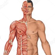 Anatomy