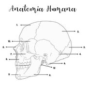 Anatomia I