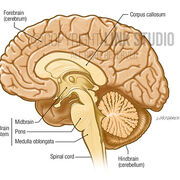 Neuroanatomy (Week 1)