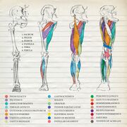ANATOMÍA MSK