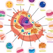 Histología 1er Parcial