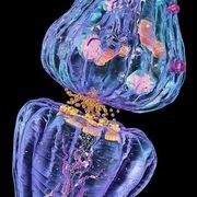 Fisiologia