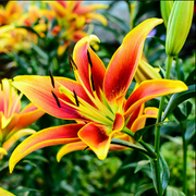 Periodic Table of Elements