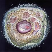 11 BIO Mod 1 - Cells as the Basis of Life