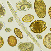 Parasitologia