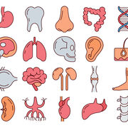 Anatomy & Kinesiology 25-26